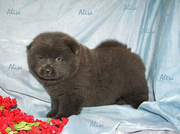 голубой мальчик 1,5 мес