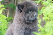 мальчик 1,5 мес.